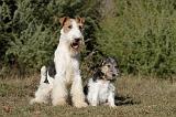 FOX TERRIER 439